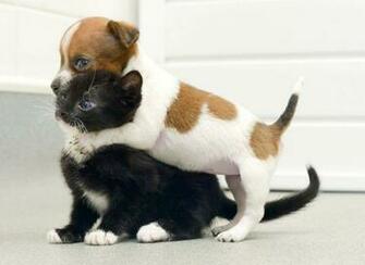 Kittens And Puppies Wallpaper Desktop Pet Animals Photos