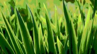 Wallpaper And Image Water Colors Green Grass