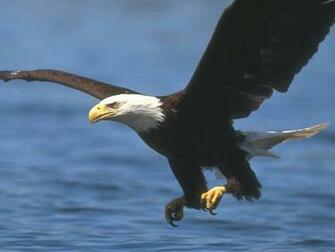 Wallpaper Bald Eagle