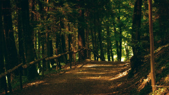 Nature Wallpaper