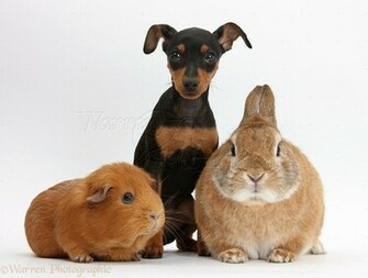Miniature Pinscher Dogs Wallpaper Dogbreedswallpaper