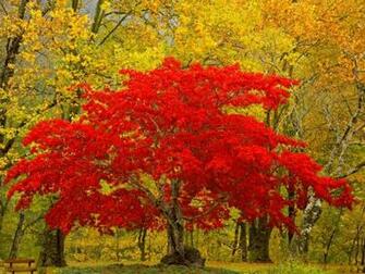 Only Nature Beautiful Tree Wallpaper