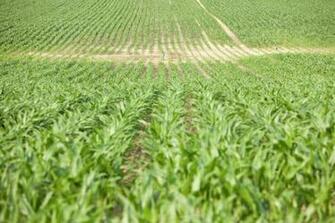Crops In Field Focus On Background Stock Photo Dissolve
