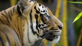 Tiger Super Photo Shoot Face Animal Lovers Wallpaper