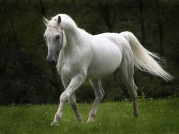 Wallpaper Gallery Beautiful Horse