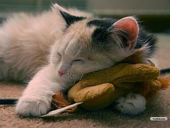 Youwall Sleepy Cat Wallpaper