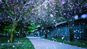 Beautiful Desktop Wallpaper And Background Image Wondeful HD