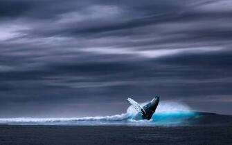 Humpback Whale In Ocean Waves Wallpaper HD