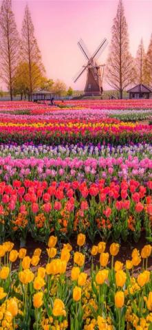 Tulip Fields Of Netherlands iPhone Wallpaper
