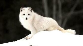Arctic Fox Wallpaper