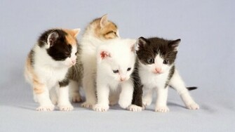 HD Cat Wallpaper