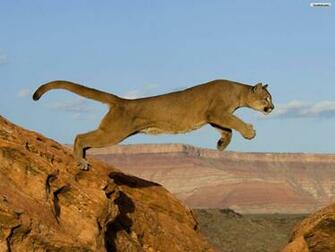 An Interesting Story Below That Encourages The Suggestion Pumas