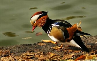 Duck Wallpaper Mandarin And Mallard Ducks