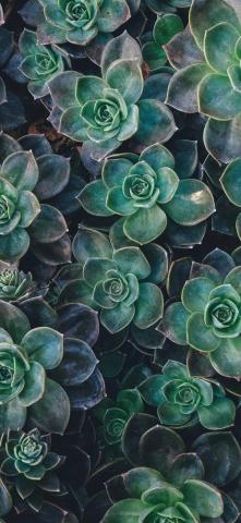 iPhone Wallpaper Succulent Plant Garden Galaxy