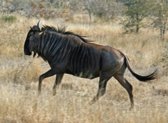 Wildebeest Wallpaper HD