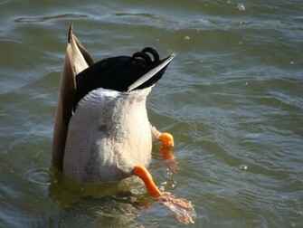 Duck Wallpaper Ducks Desktop