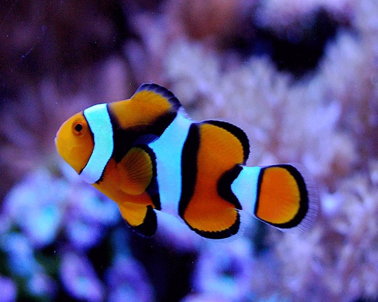 Of Clown Fish Desktop Wallpaper HD Pictures