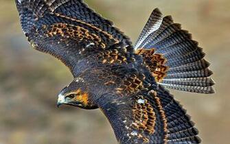 Bird Of Prey Wallpaper