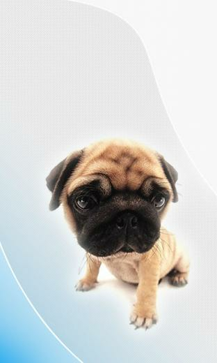 Pug HD Wallpaper Live For Android Software