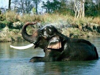 Amazing Pictures Of Elephants And Lions Save These Great