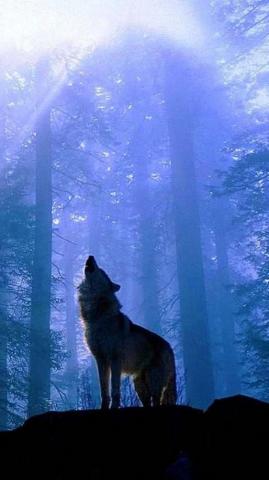 Wallpaper iPhone Lone Wolf Pro