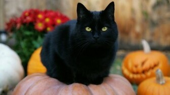 Cat Halloween Pumpkins Jackolanterns Wallpaper