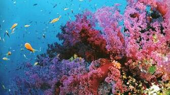 Great Barrier Reef Wallpaper