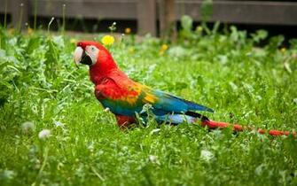 Hyacinth Macaw HD Wallpaper High Quality