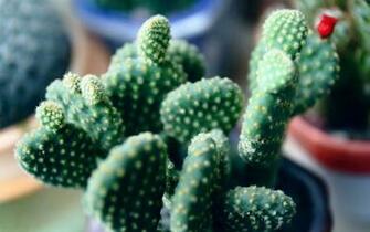 Cactus Flowers Wallpaper