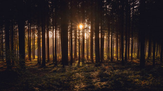 Sunlight Nature Forest 4k Ultra HD Wallpaper