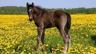 Horses Yellow Flowers Wallpaper Desktop