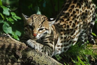 Wallpaper Ocelot A Wild Cat Predator Muzzle Spots Cats
