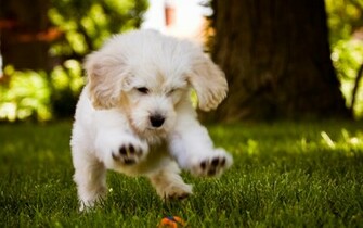 Dog Wallpaper Running Ball Is High Definition You Can