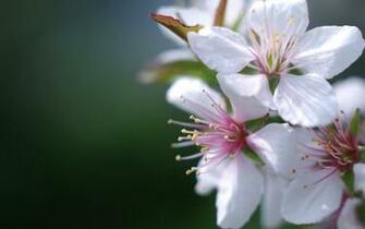 Apple Blossom Wallpaper Top Background