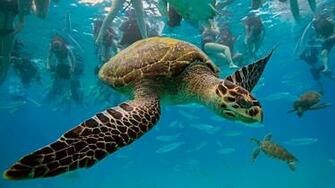 Windows Desktop Background Turtle Wallpaper HD