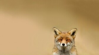 File Name Fox Computer Wallpaper Desktop Background
