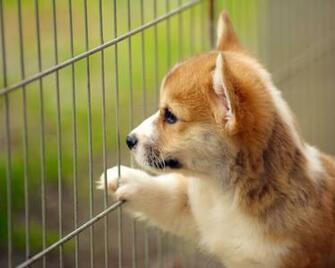Corgi Puppy Wallpaper HD Resolution 72e Px Mb