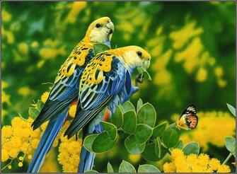 Beautiful Wallpaper For Desktop Birds HD