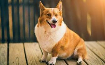 Corgi Wallpaper HD Net