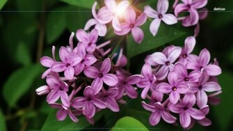 Lilac Wallpaper Flower