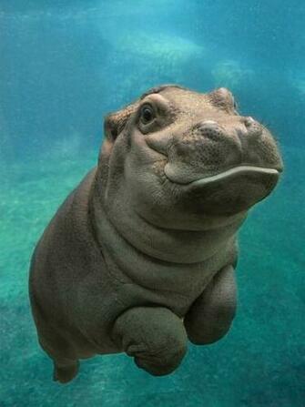San Diego Zoo S Baby Hippo Wallpaper Background For