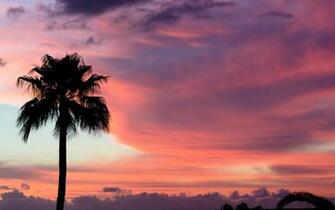 Sunset Sky Clouds Palm Trees Wallpaper