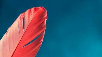 Red Feather Desktop Pc And Mac Wallpaper