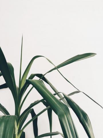 Green Plant On White Background Photo Mobile Photography
