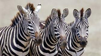 Zebra Background For Computers HD Wallpaper Background Desktop