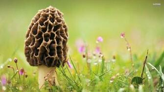 Mushroom Wallpaper