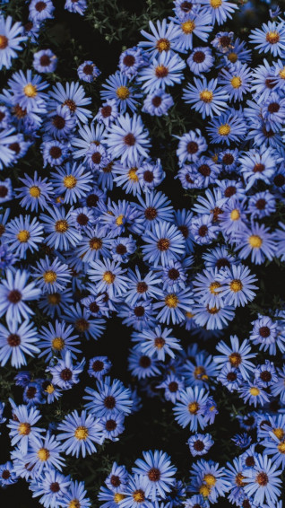Aesthetic Flowers Wallpaper