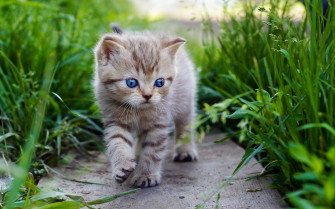 HD Cute Baby Animal Background Wallpaper