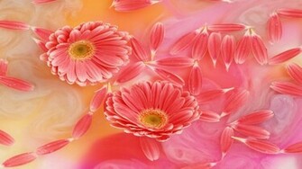 Pink Daisy Wallpaper