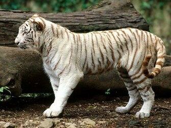 Japan White Tiger HD Wallpaper For Desktop